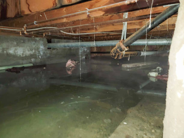 Best Water damage restoration mold remediation  in Elton, LA