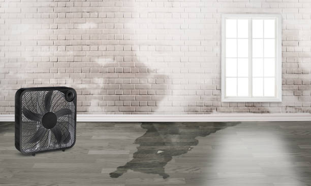 Best Professional water damage repair  in Elton, LA