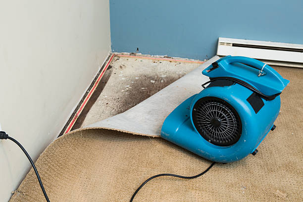 Best Water damage restoration near me  in Elton, LA